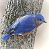 February is bluebird nestbox time