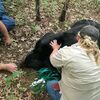 MDC State Wildlife Veterinarian Dr. Sherri Russel monitors the condition of the bear named “Bruno” by social media after the animal was sedated on July 5.  The bear was then safely transported and released unharmed to suitable habitat outside the urban area.