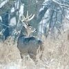 MDC will offer a free virtual class on using a handgun to hunt for white-tailed deer from 6 to 8 p.m. on Thursday, Dec. 9.
