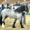 Top selling horse at $67,000