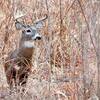 Preliminary data from MDC shows that deer hunters in Missouri harvested 14,555 deer during the alternative-methods portion of the firearms deer season, Dec. 26 - Jan. 5.