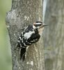 Top photo is a hairy woodpecker.