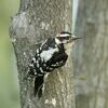 Top photo is a hairy woodpecker.
