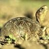 The three-toed box turtle is one species drivers may see crossing the roads this spring.