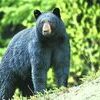 Interested in black bears in Missouri? How to Be Bear Aware? Hunting black bears in the state? Join the free, online MDC Wild Webcast, “Be Bear Aware: Missouri is Bear Country,” on May 11 from noon to 1 p.m. Register in advance at short.mdc.mo.gov/4Uc.