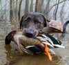 Bowie, a black lab owned by Gary Campbell, is shown retrieving a mallard drake during a foggy waterfowl hunt last season at Duck Creek Conservation Area in southeast Missouri.