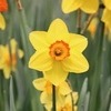Narcissus (daffodil). Photo by
Kham Tran