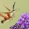 Hummingbird Moth (Clearwing Moth)