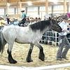 A Gypsy Vanner mare sold for $105,000 at the Timberline Arena Auction last Friday.